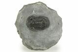 Detailed Gerastos Trilobite Fossil - Morocco #377257-3